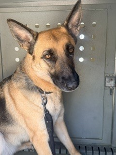 Adoptable pet photo