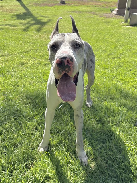 Adoptable pet photo