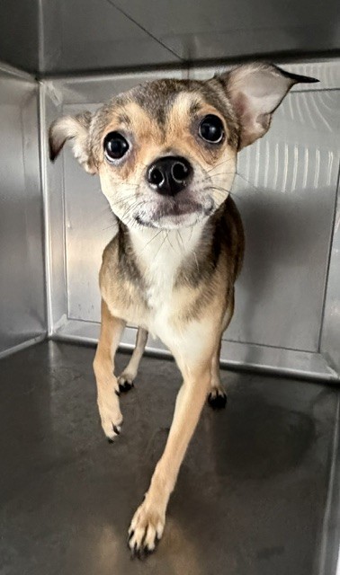 Adoptable pet photo