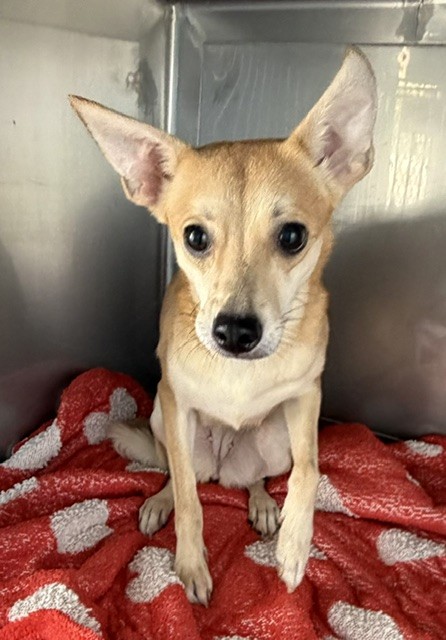 Nala, a Chihuahua, available for adoption