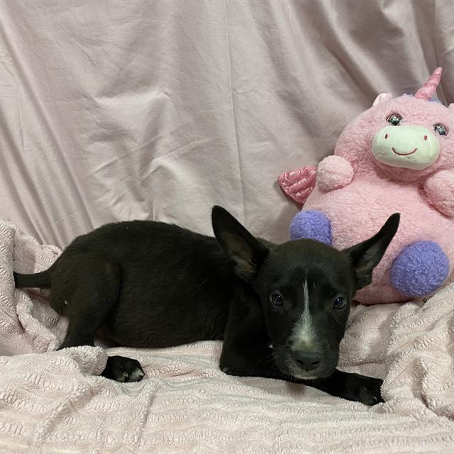Adoptable pet photo