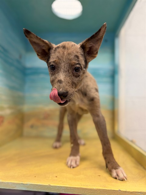 Sky, a Catahoula Leopard Dog, available for adoption