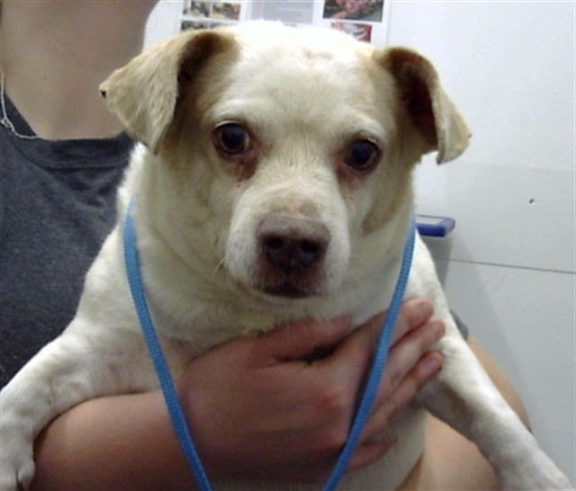 Name Unknown, a Beagle (mix breed), available for adoption
