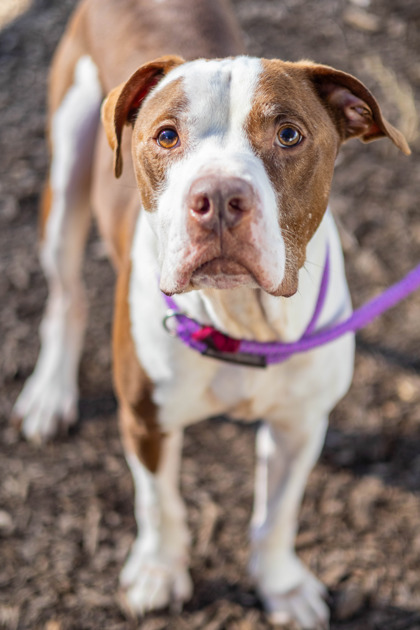 Fondue, a American Staffordshire Terrier (mix breed), available for adoption