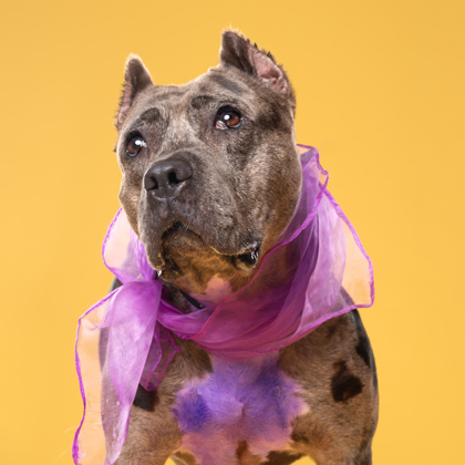 Gemini, a Pit Bull Terrier (mix breed), available for adoption