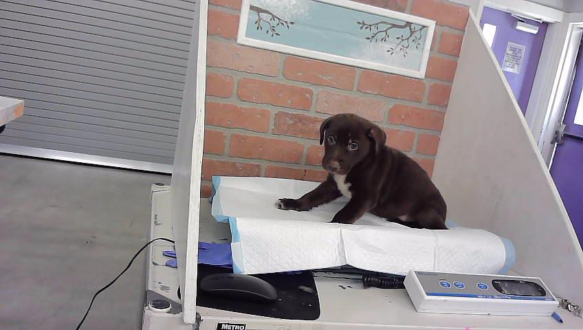 Other Photos of thie Dog