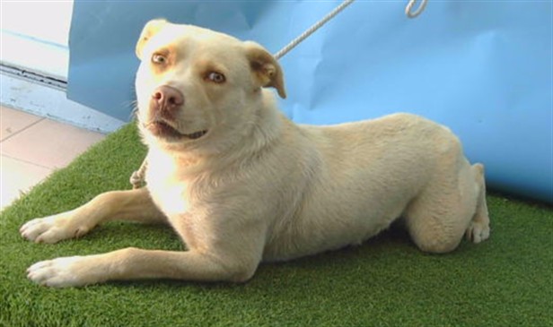 Drizzy, a Labrador Retriever, available for adoption