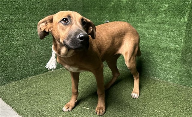 Almond, a German Shepherd, available for adoption