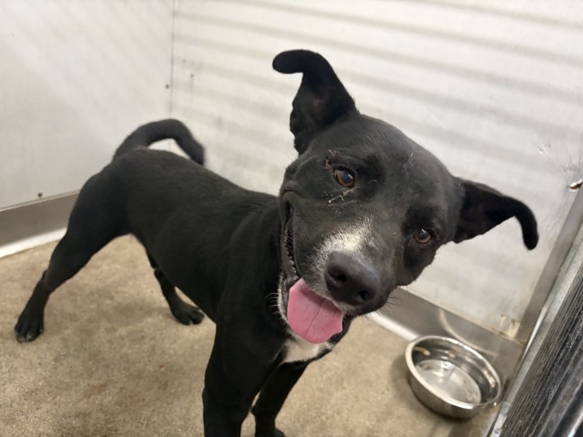Blazer, a Pit Bull Terrier (mix breed), available for adoption