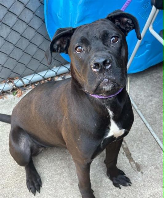 Sybil, a Pit Bull Terrier (mix breed), available for adoption