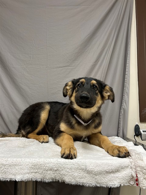 Osito, a German Shepherd, available for adoption