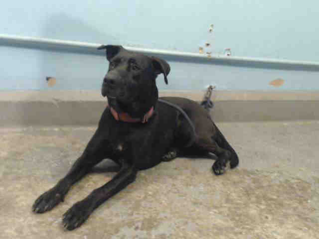 Baker, a Pit Bull Terrier, available for adoption