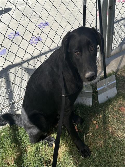 Cody, a Labrador Retriever, available for adoption