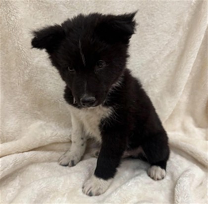 Hokey, a German Shepherd, available for adoption