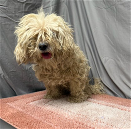 A5799435, a Poodle, available for adoption