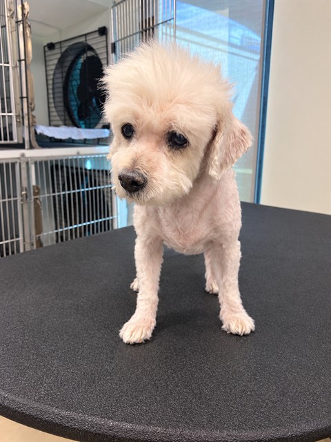 Snoodles, a Poodle, available for adoption