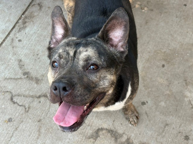 Sheeba, a Pit Bull Terrier (mix breed), available for adoption