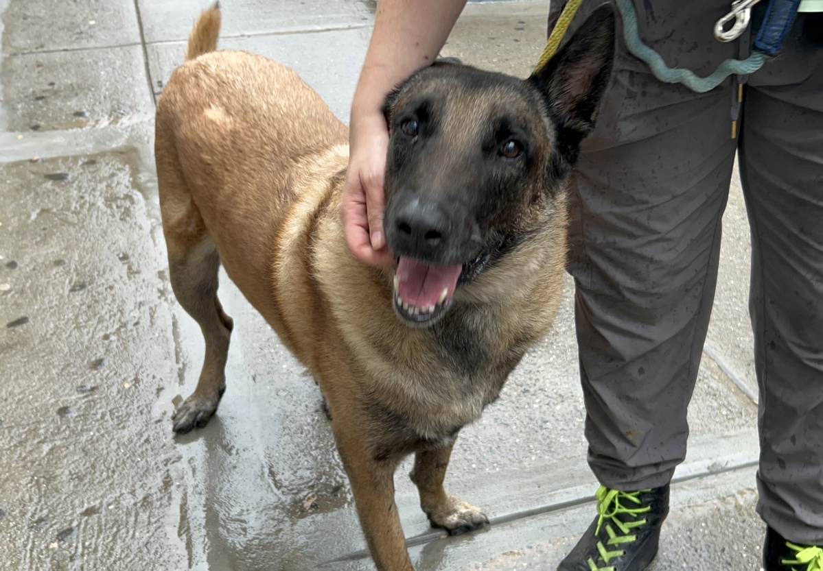 Brucie, a Belgian Shepherd Malinois, available for adoption