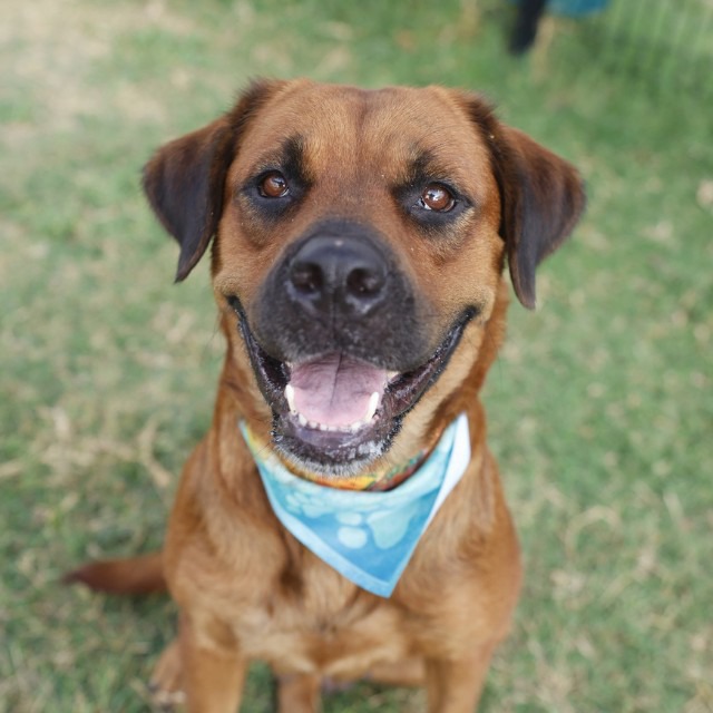 Sandra, a Bullmastiff (mix breed), available for adoption