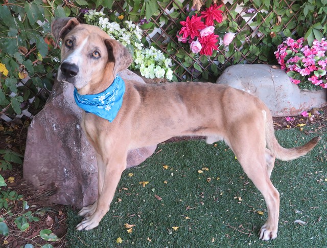 Spencer, a Hound (mix breed), available for adoption
