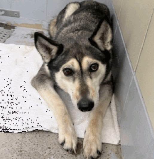 Rune, a Husky, available for adoption