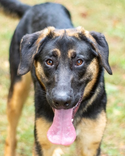 Dionysus, a Beauceron (mix breed), available for adoption