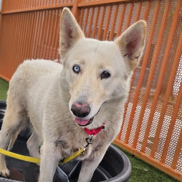Maddie, a Siberian Husky, available for adoption