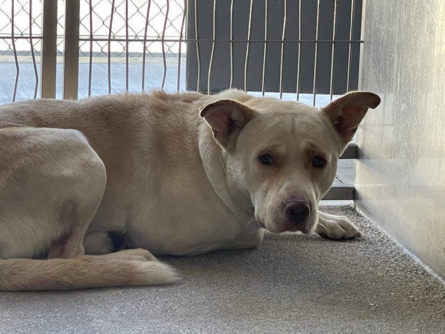 Dino, a Chow Chow, available for adoption
