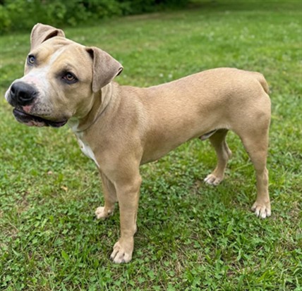 Boo Boo, a American Staffordshire Terrier, available for adoption