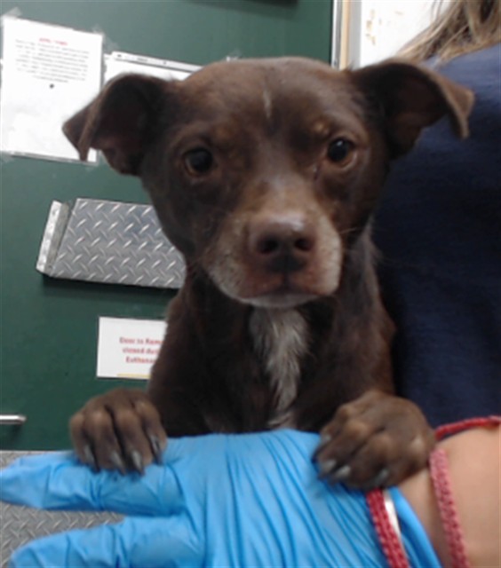Cash, a Chihuahua, available for adoption