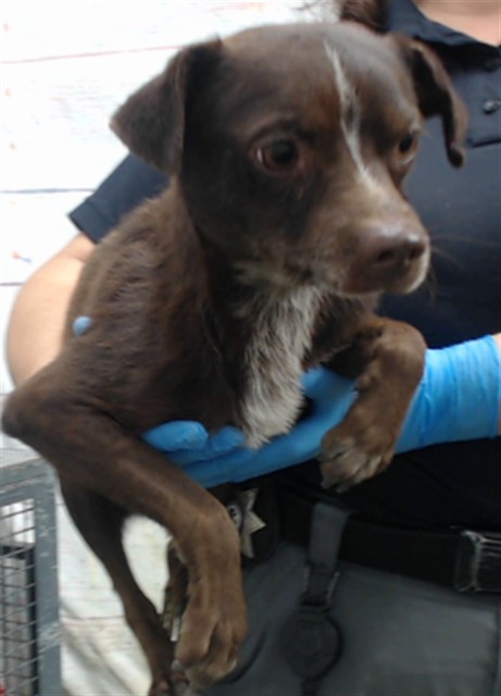 Butler, a Chihuahua, available for adoption