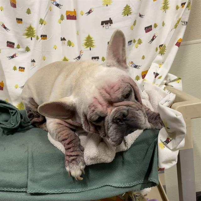 Whitey, a French Bulldog, available for adoption
