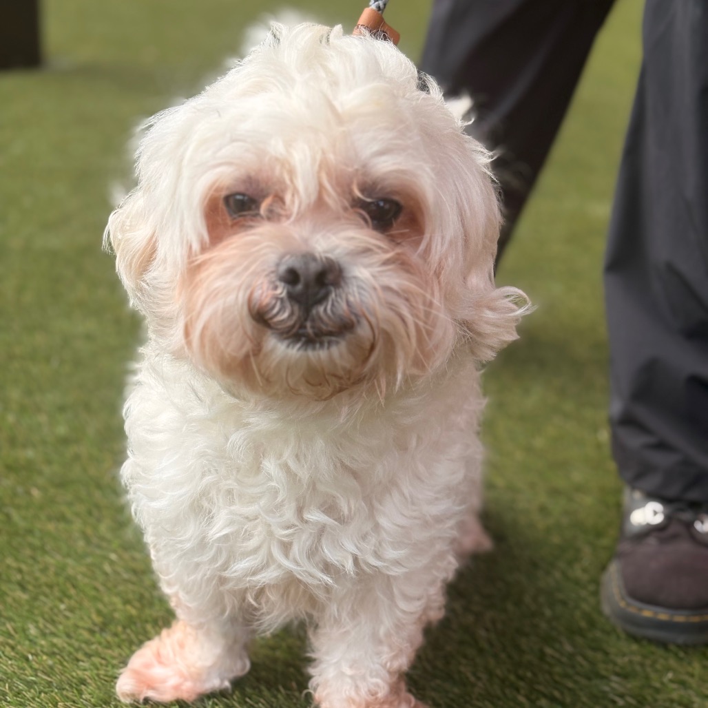 Cash, a Poodle (mix breed), available for adoption