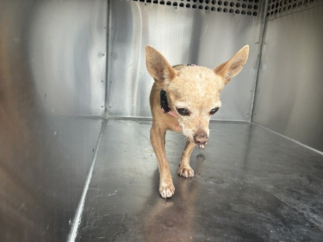 Name Unknown, a Chihuahua (mix breed), available for adoption