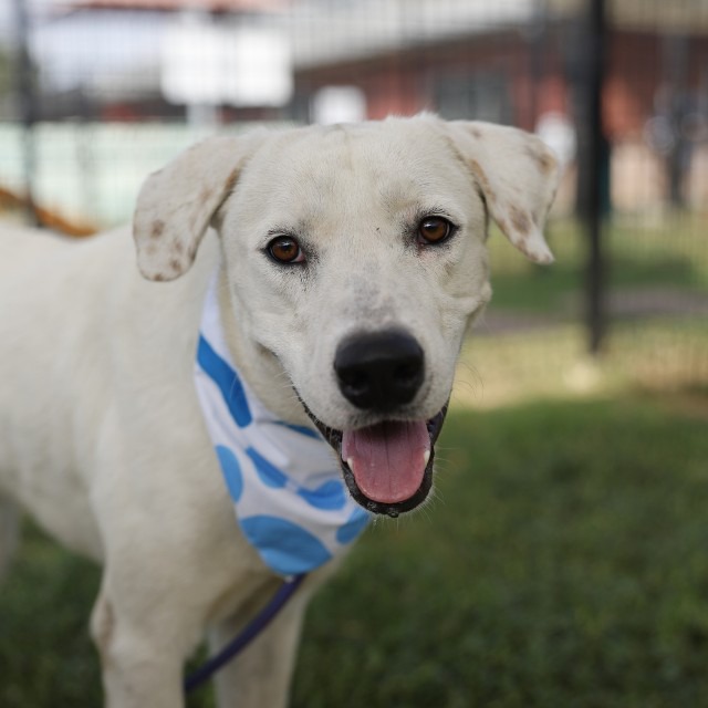 Tiago, a Labrador Retriever (mix breed), available for adoption