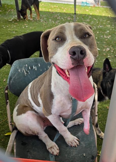 Lt, a Bullmastiff, available for adoption