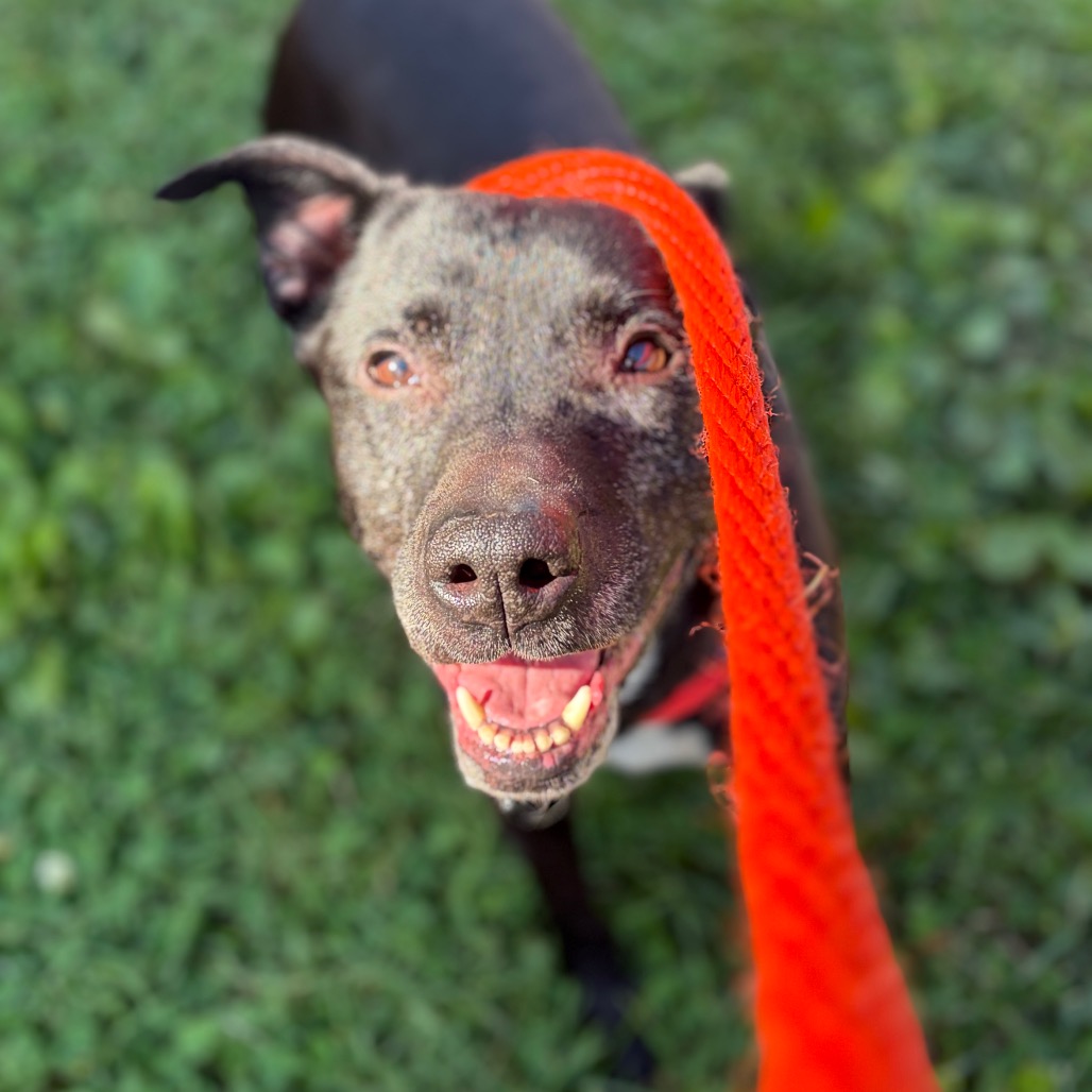 Marceline, a Pit Bull Terrier (mix breed), available for adoption