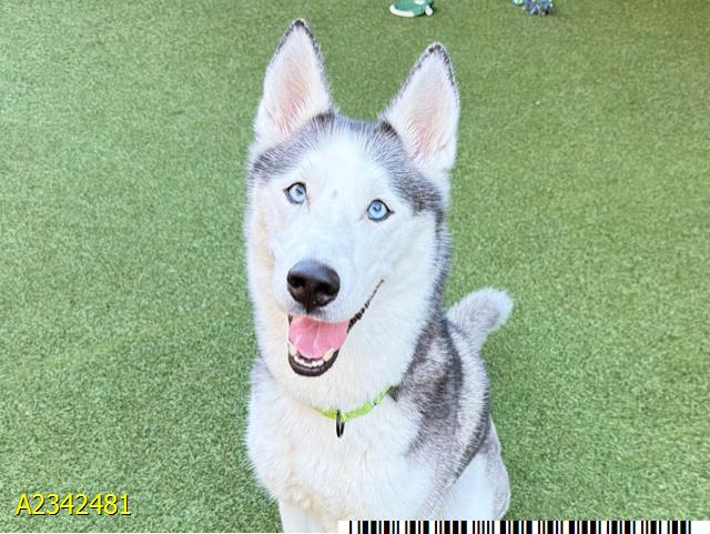 Thor, a Husky, available for adoption
