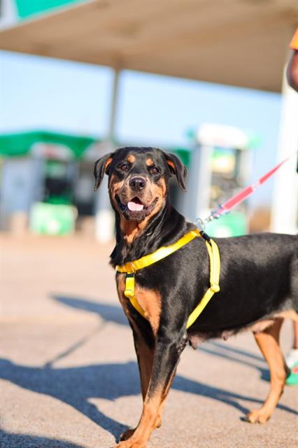Roxy, a Rottweiler (mix breed), available for adoption
