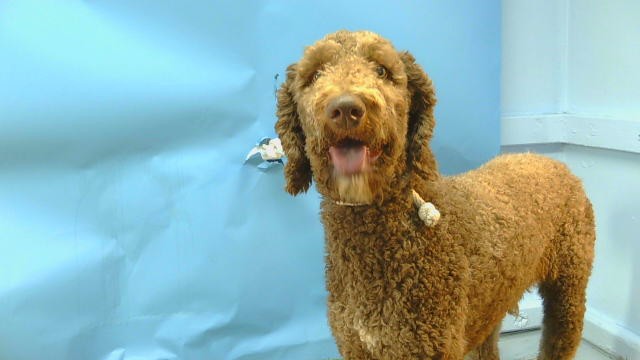 A5803859, a Poodle, available for adoption