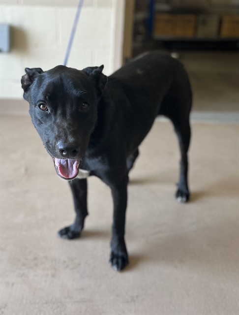 Max, a Pit Bull Terrier (mix breed), available for adoption