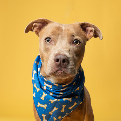 Rowdie, a Pit Bull Terrier (mix breed), available for adoption