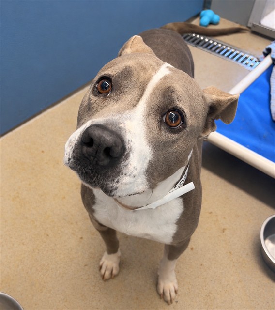 Kona, a Pit Bull Terrier (mix breed), available for adoption