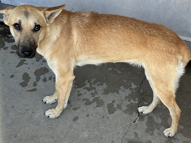 Cooper, a Shepherd, available for adoption