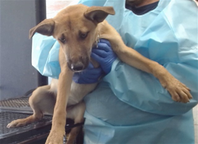 Luna, a Shepherd, available for adoption
