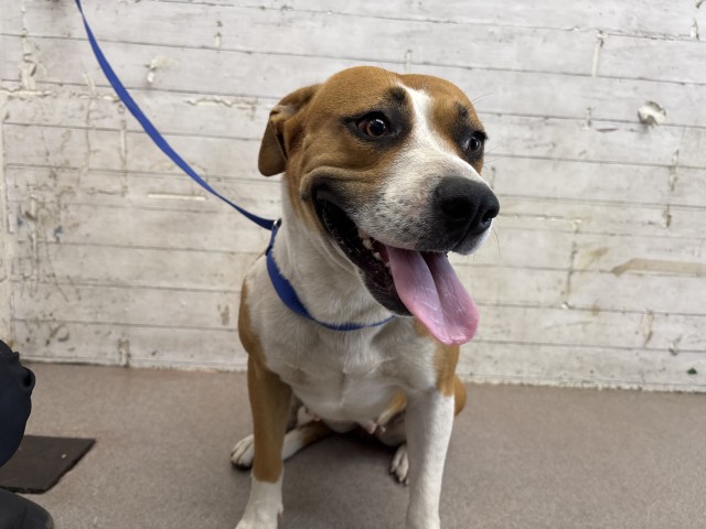 Vicky, a Pit Bull Terrier (mix breed), available for adoption