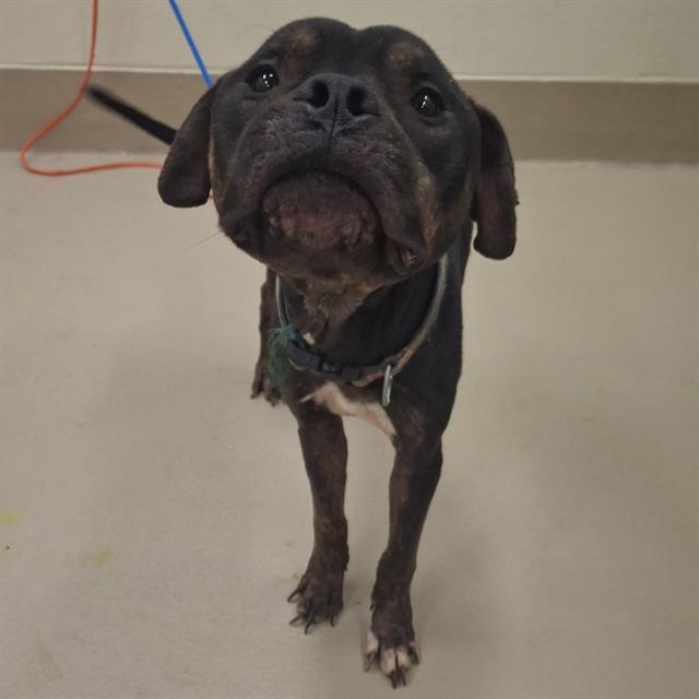 Boreas, a Pit Bull Terrier (mix breed), available for adoption
