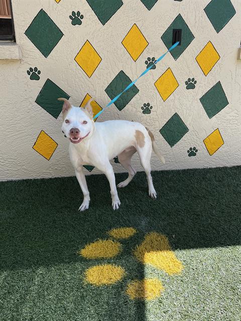 Tommy, a American Bulldog (mix breed), available for adoption
