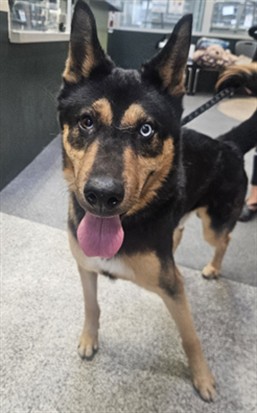Oso, a German Shepherd, available for adoption