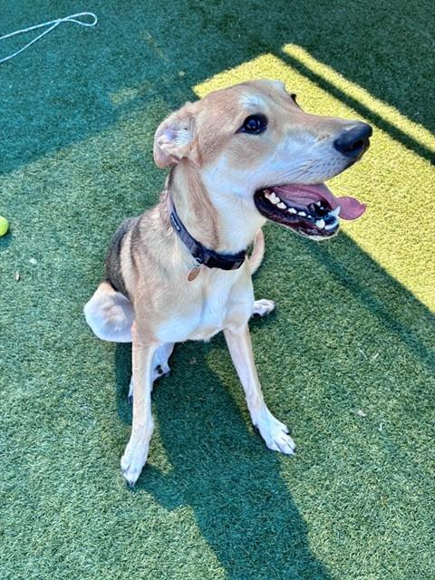Mei-Mei, a Shepherd (mix breed), available for adoption